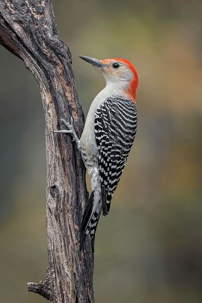 Jones, Adam 아티스트의 Male Red-bellied woodpecker in autumn-Kentucky작품입니다.